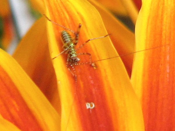 Neanide di Phaneroptera sp.